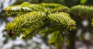 Weihnachtsbaumplantagen als Lebensraum