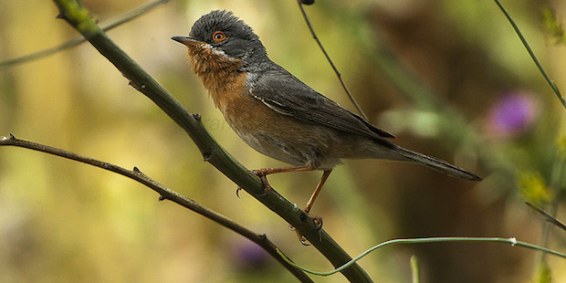 Weißbartgrasmücke – Mittelmeervogel mit Bartstreif