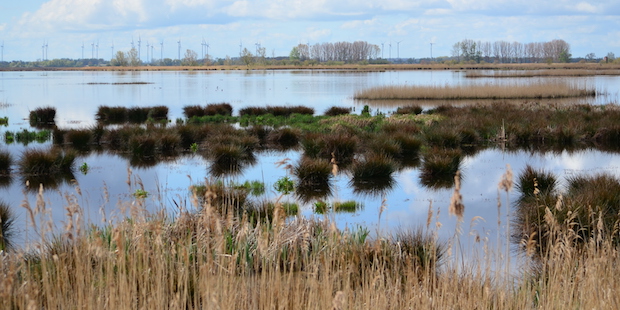 Der Anklamer Stadtbruch: Naturjuwel in Mecklenburg-Vorpommern