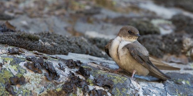 Die Felsenschwalbe – Unscheinbare Flugkünstlerin