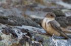 Die Felsenschwalbe – Unscheinbare Flugkünstlerin