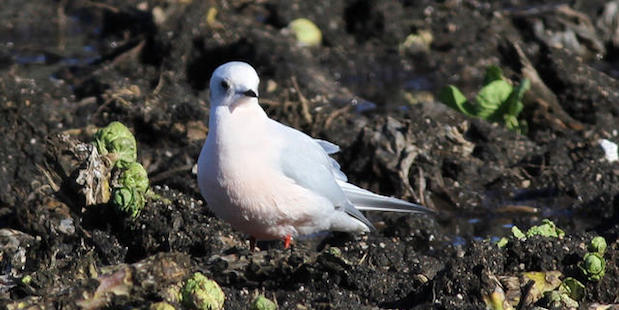 Rosenmöwe – Tundrabewohnerin in Rosé