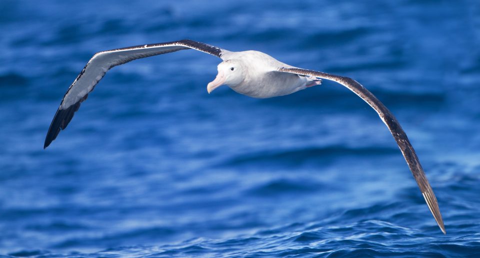 Wanderalbatros – Riesiger Segelprofi