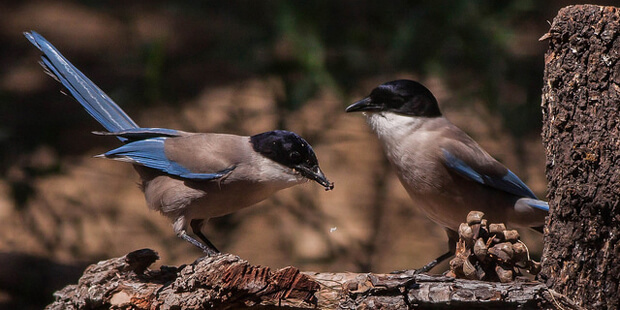 Blauelster – Baumkronenbrüterin in Azur