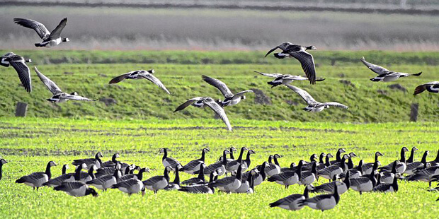 Vogelbeobachtung im Hauke-Haien-Koog