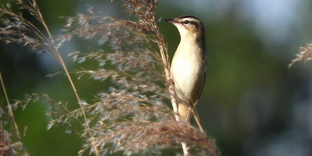 Schilfrohrsänger – kletternder Schmetterlingsflieger