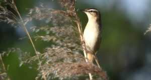 Schilfrohrsänger – kletternder Schmetterlingsflieger