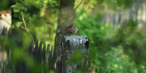 Lebensraum für Mensch und Vogel: Der Garten