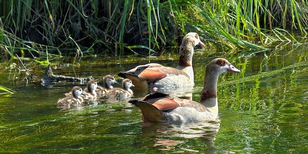 nilgans