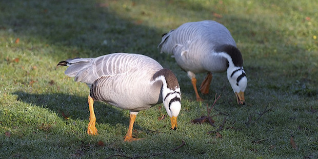 Streifengans – Zugvogel der Extreme