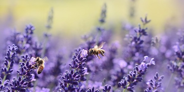Die Bayern für die Bienen: Volksbegehren erfolgreich