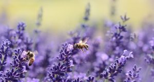 Die Bayern für die Bienen: Volksbegehren erfolgreich