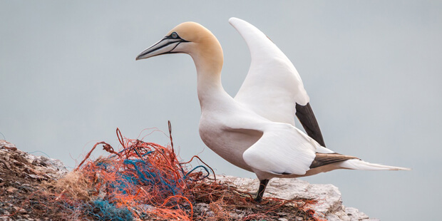 Zunehmende Krise: Gefahren für Seevögel