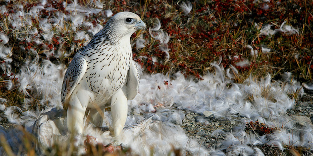 Gerfalke – Vielfarbiger Jagdvogel