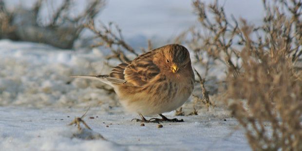 Berghänfling – Winterlicher Küstengast