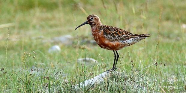 Sichelstrandläufer – Elegante Kupferbrust