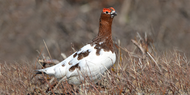 Moorschneehuhn – Zurückgezogener Tundrabewohner