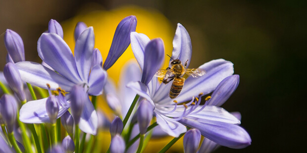 Volksbegehren „Rettet die Bienen“ – Wie geht es weiter?