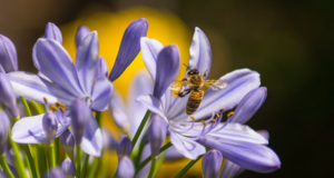 Volksbegehren „Rettet die Bienen“ – Wie geht es weiter?