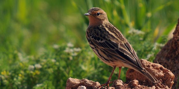 Rotkehlpieper – Durchzügler mit Farbfleck