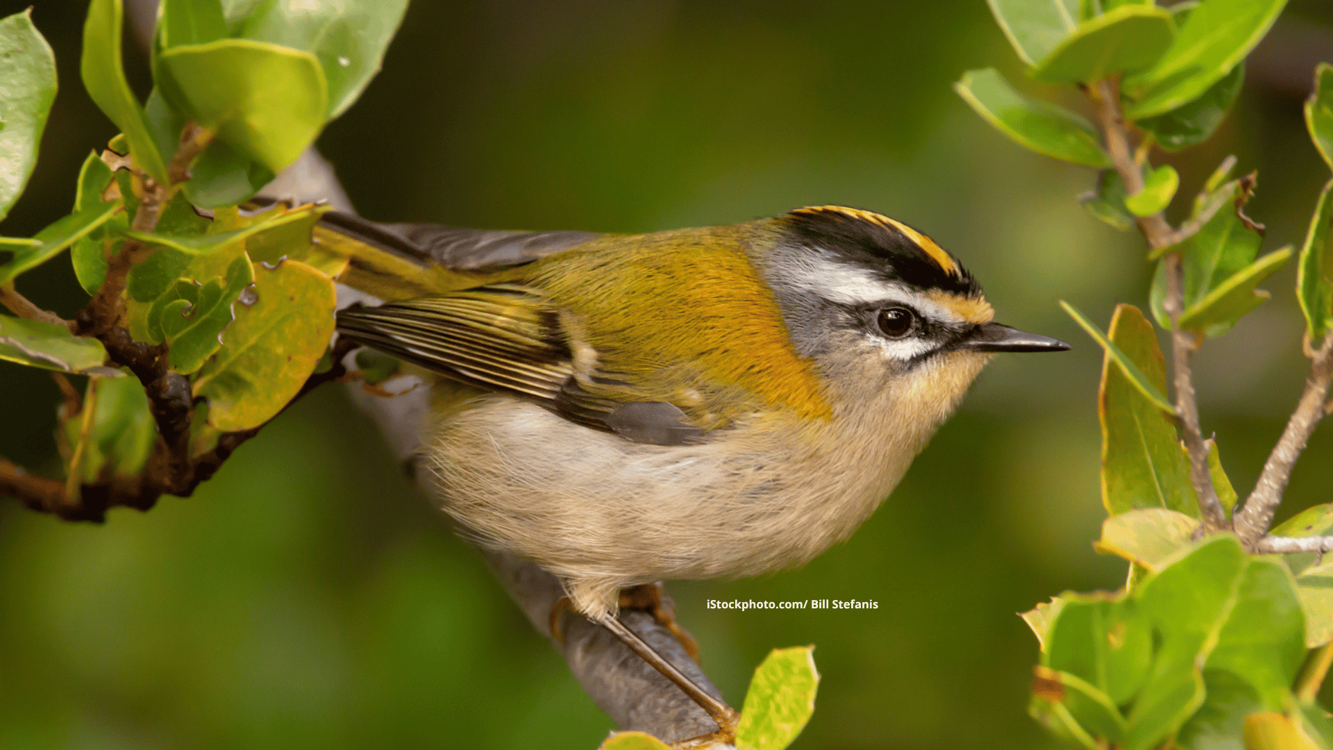 Sommergoldhähnchen: Winziger Nestbauprofi