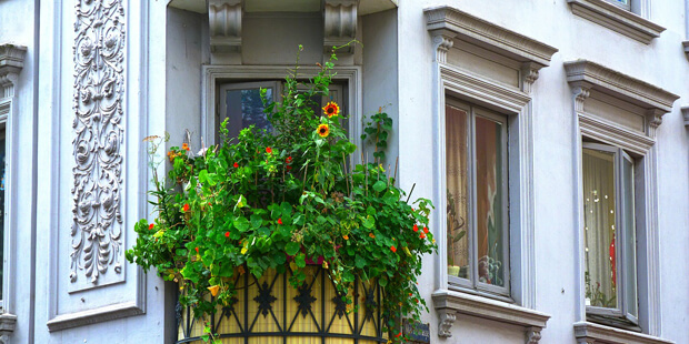 insektenfreundlicher Balkon