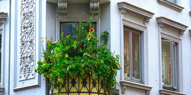 Ein insektenfreundlicher Balkon – So geht’s!