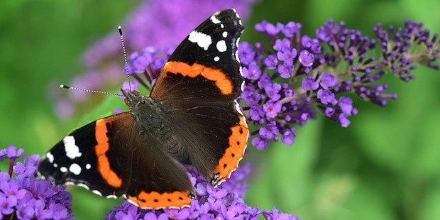 Insektensommer