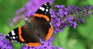 Durchzählen und Mithelfen: der Insektensommer 2019
