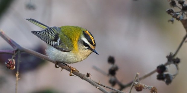 Sommergoldhähnchen – Winziger Nestbauprofi