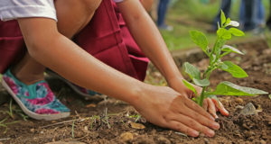 Gärtnern ohne Glyphosat – Warum ihr auf Pestizide verzichten könnt