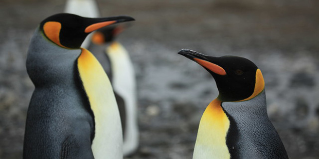 Treibjagd und Gesang: Wie intelligent sind Pinguine?