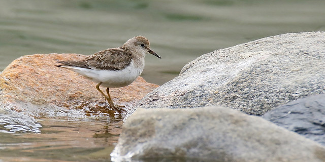 Temminckstrandläufer – Flinker Bodenbrüter