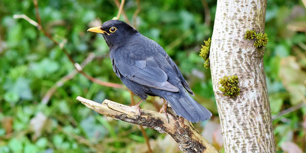 Bedrohung für Amsel und Co.: Das Usutu-Virus