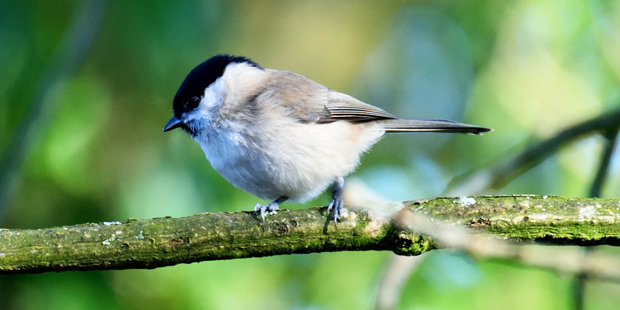 Meisen Unterscheiden Kniffligere Falle Vogel Natur