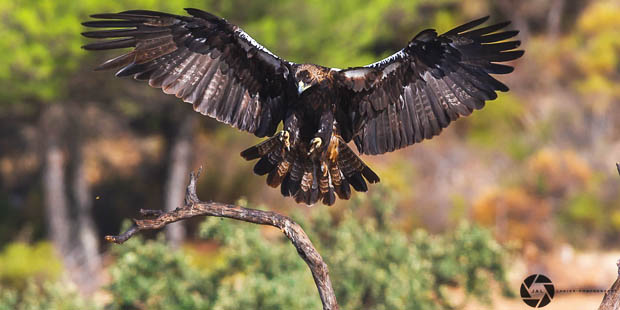 Der Spanische Kaiseradler: Rückkehr einer Majestät