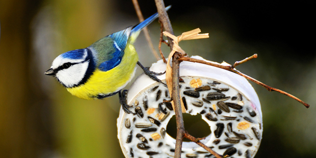 Vogelbeobachtung – Balsam für die Seele