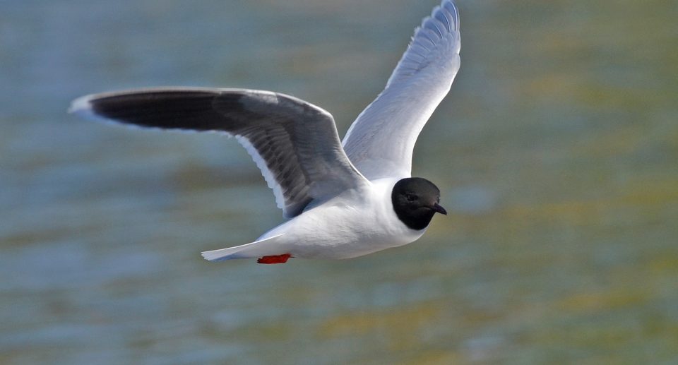 Zwergmöwe – Kleine Flugkünstlerin