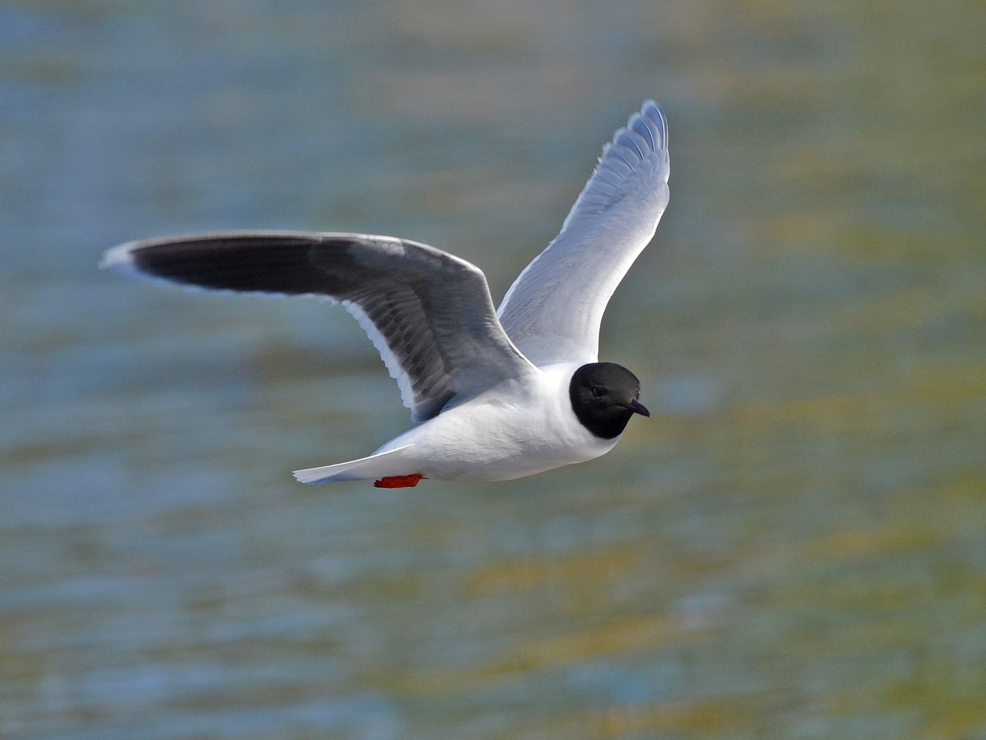 Zwergmöwe – Kleine Flugkünstlerin