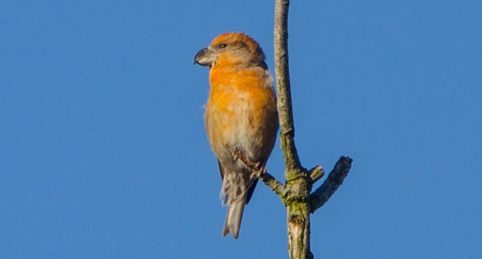 Kiefernkreuzschnabel – Nordischer Zapfenknacker