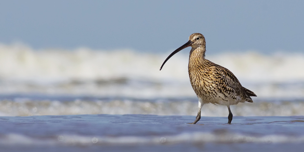 Frankreich: Jagdstopp für Brachvögel