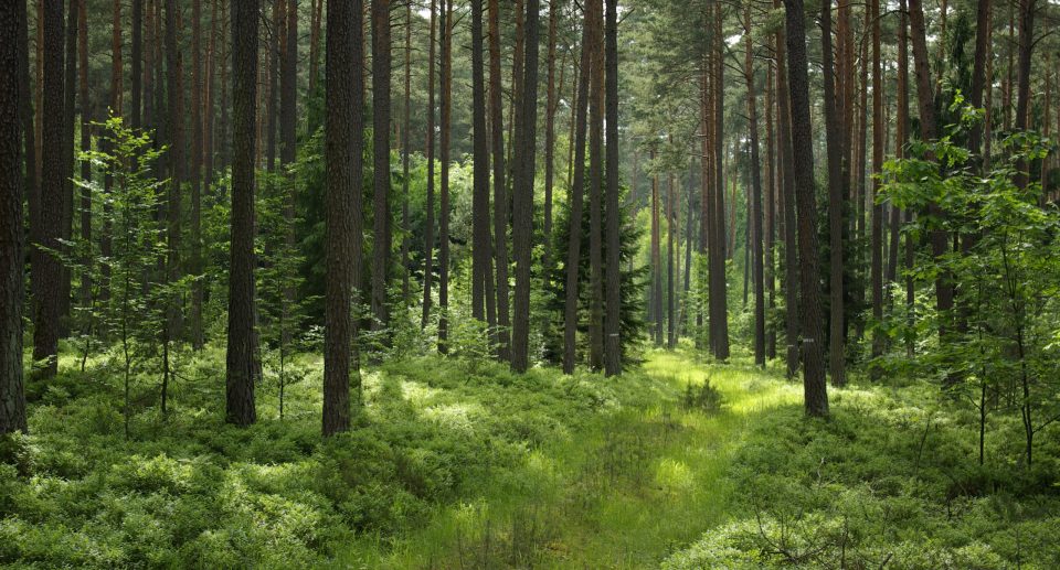 Biotopbäume im Nürnberger Reichswald