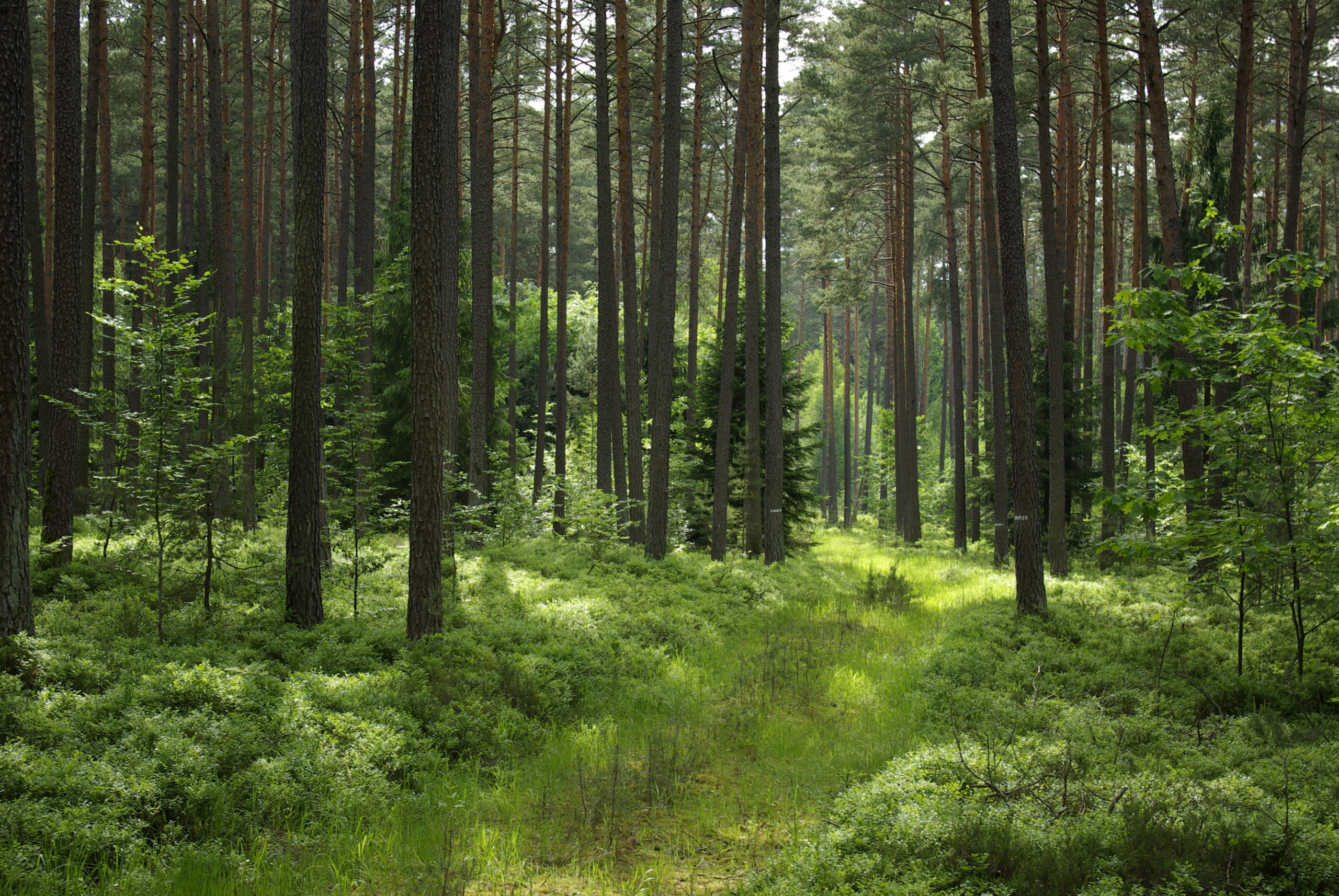 Biotopbäume im Nürnberger Reichswald