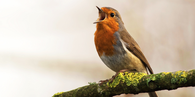 Vogelgesang in der Stadt: Wer zwitschert im „City Slang“?