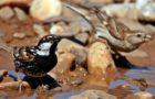 Weidensperling – Geselliger Sänger