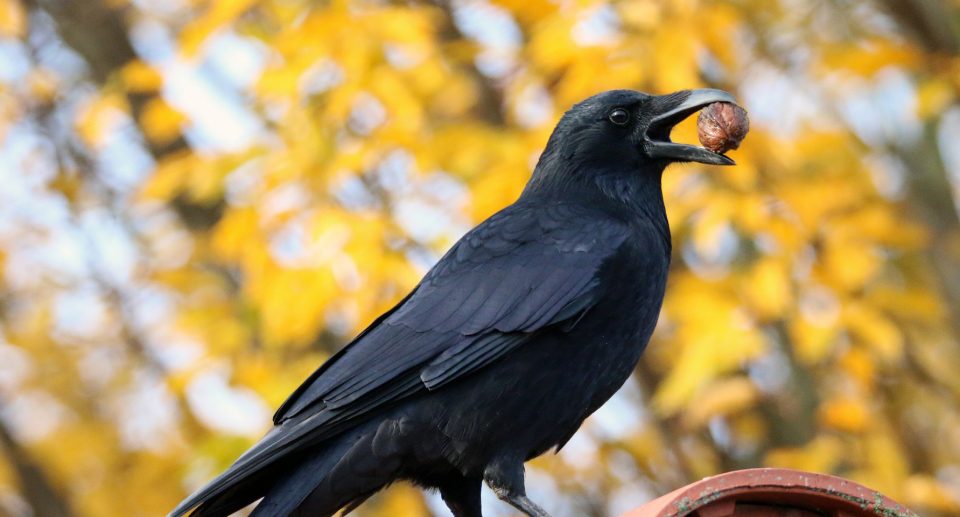 Pfiffig wie Menschenaffen: Wie Vögel Werkzeuge nutzen