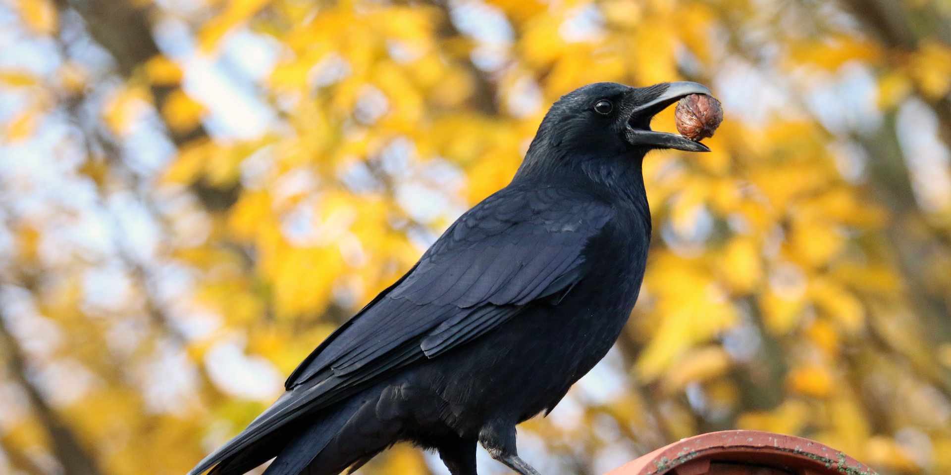 Pfiffig wie Menschenaffen: Wie Vögel Werkzeuge nutzen