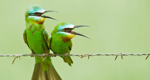 Blauwangenspint – Schillernder Insektenexperte