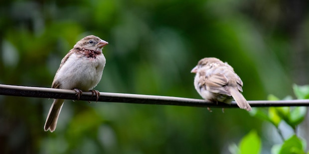 Unsichtbare Lauscher: Der Hörsinn der Vögel