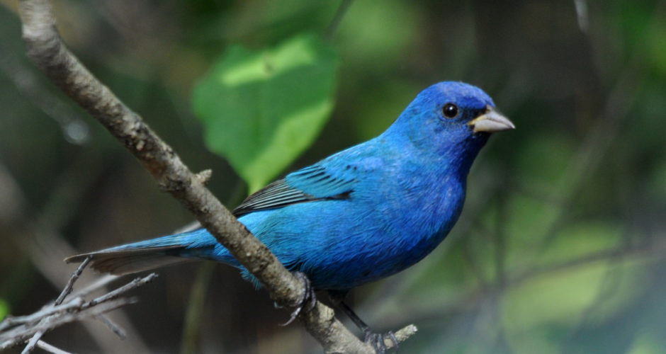 Voegel von chicago amerikanischen blumen